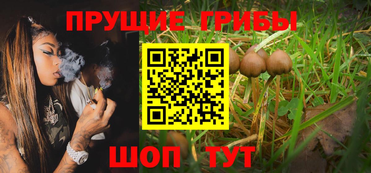 Галлюциногенные грибы Psilocybe Псков